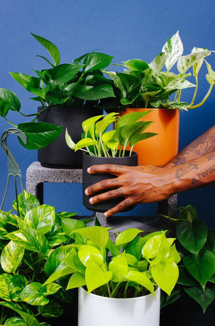 Plants and hand
